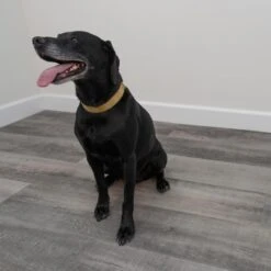 CALI Long-Board Vinyl Pro 6-Piece 9-in X 70.87-in Windswell Hickory Luxury Vinyl Plank Flooring -Best Flooring Store 810124039578 12534993 1800x1800