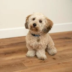 CALI Long-Board Vinyl Pro 6-Piece 9-in X 70.87-in North Shore Oak Luxury Vinyl Plank Flooring -Best Flooring Store 810124039646 12334698 1800x1800